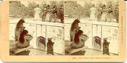 portbears.jpg (51863 bytes)
